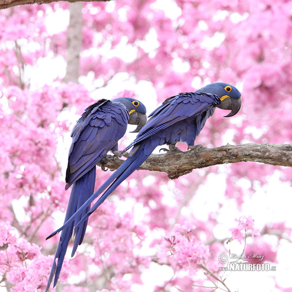 Hyacinth Macaw (Anodorhynchus hyacinthinus)