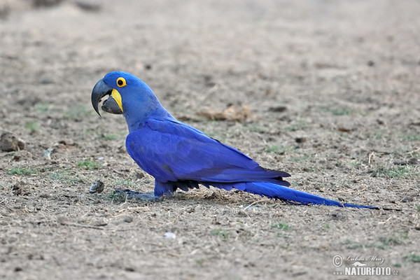 Hyacinth Macaw (Anodorhynchus hyacinthinus)