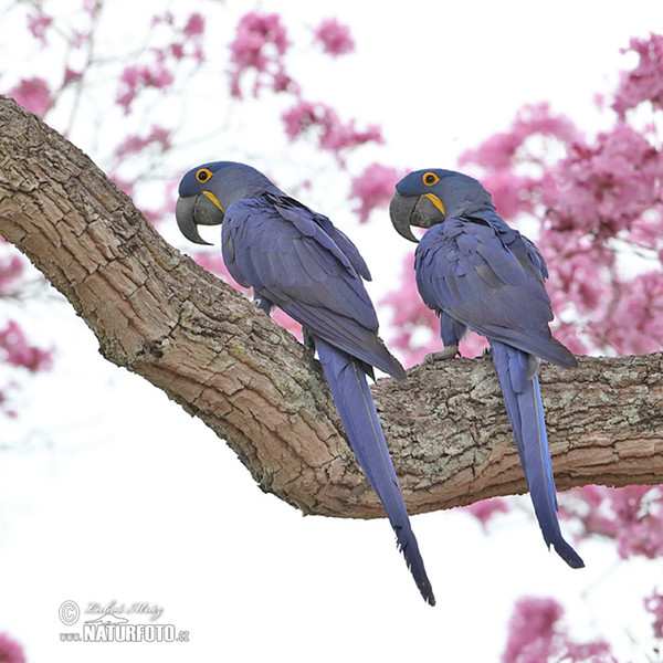 Hyacinth Macaw (Anodorhynchus hyacinthinus)