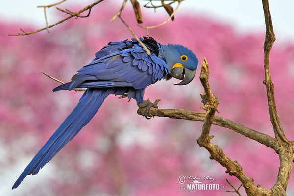 Hyacinth Macaw (Anodorhynchus hyacinthinus)