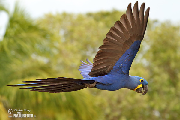 Hyacinth Macaw (Anodorhynchus hyacinthinus)