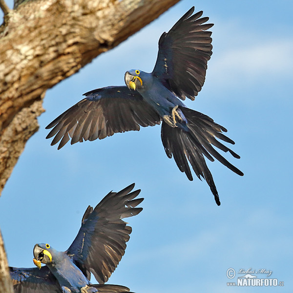 Hyacinth Macaw (Anodorhynchus hyacinthinus)