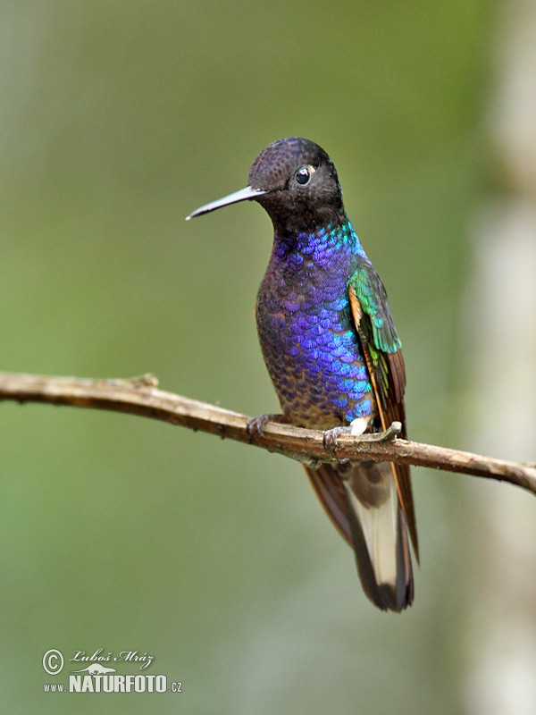 Hyacintkolibri