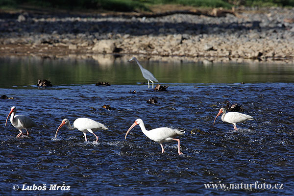 Ibis biały