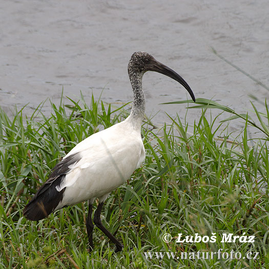 Ibis czczony