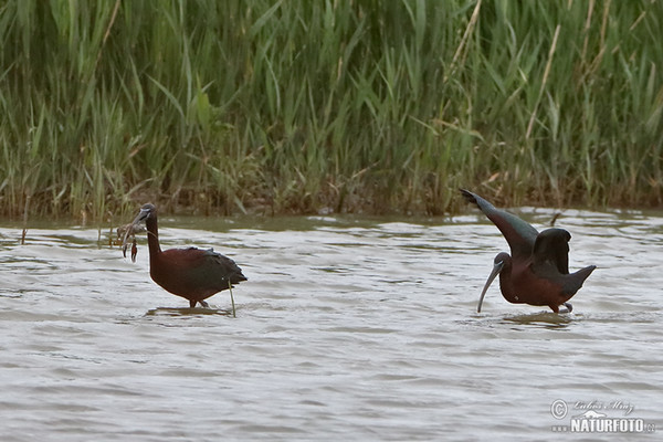 Ibis kasztanowaty