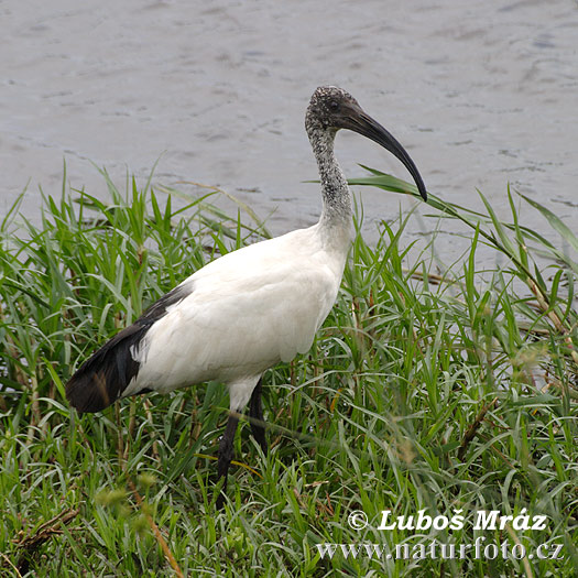 Ibis sacré