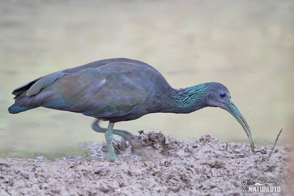 Ibis verde