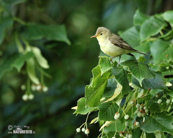 Icterine Warbler (Hippolais icterina)