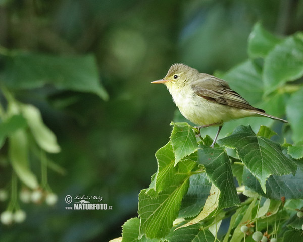 Icterine Warbler (Hippolais icterina)