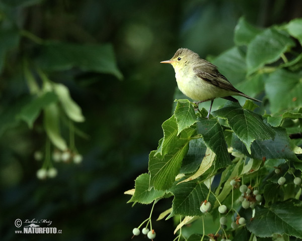 Icterine Warbler (Hippolais icterina)