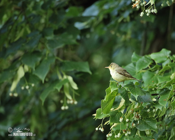 Icterine Warbler (Hippolais icterina)