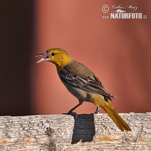 Icterus bullockii