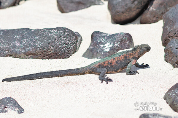 Iguana marina