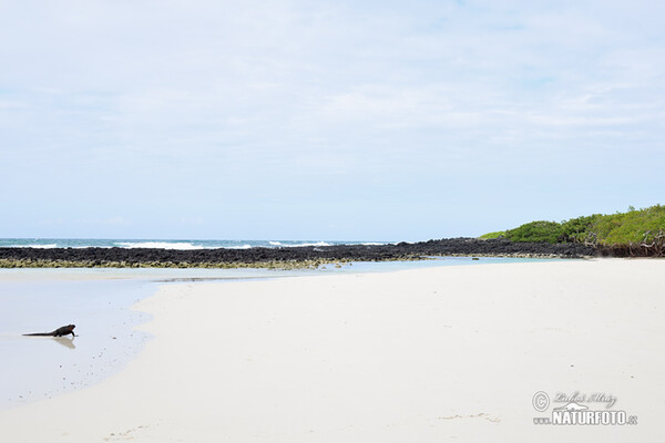 Iguana-marinha