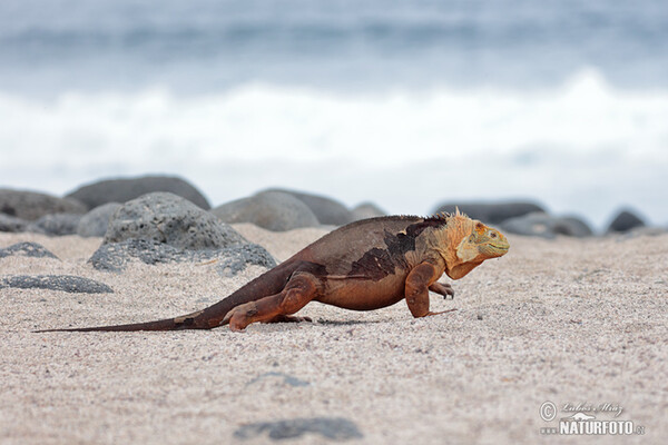 Iguana-terrestre-das-galápagos