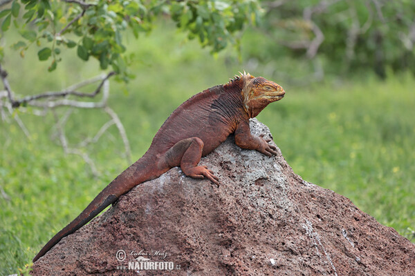 Iguana-terrestre-das-galápagos