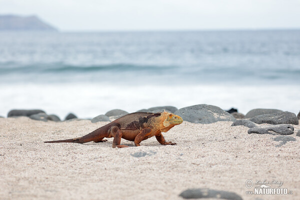 Iguana-terrestre-das-galápagos