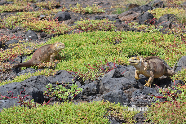 Iguana-terrestre-das-galápagos