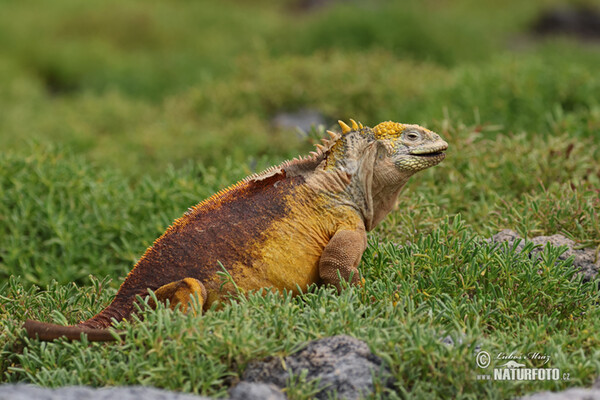 Iguana-terrestre-das-galápagos