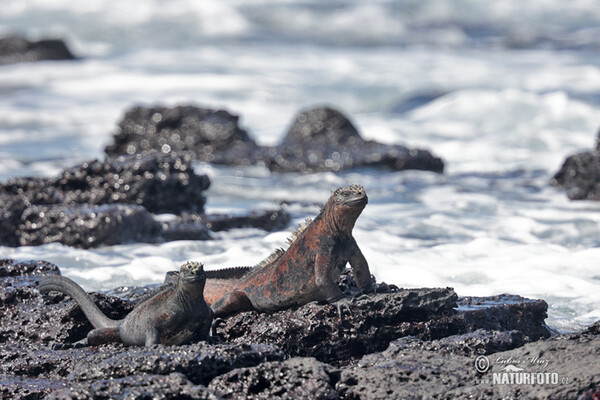 Iguane marin des Galapagos