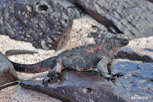 Iguane marin des Galapagos