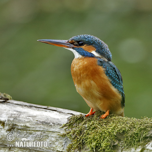 IJsvogel