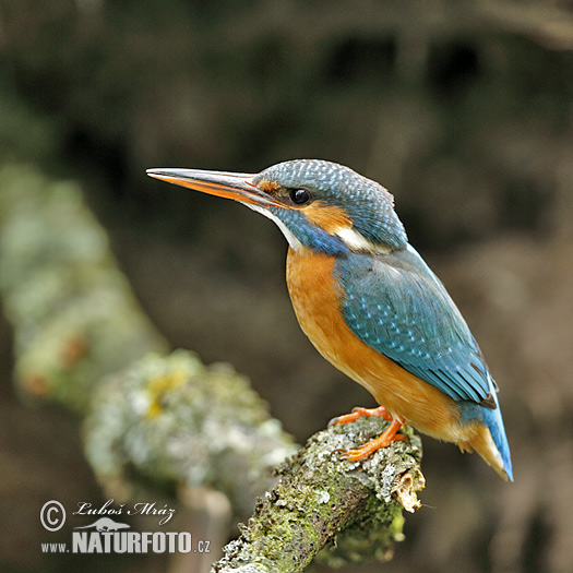 IJsvogel