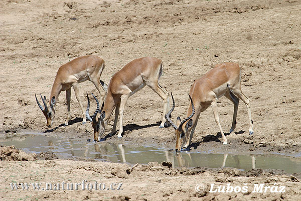 Impala