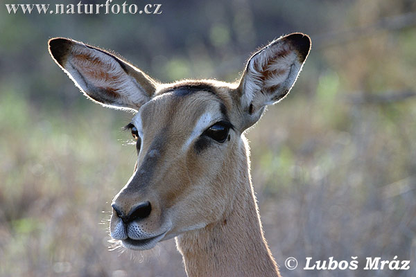 Impala