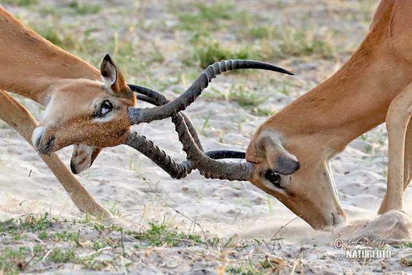 Impala