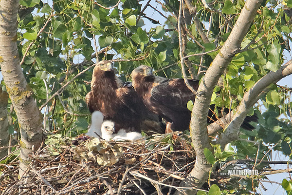 Imperial Eagle (Aquila heliaca)