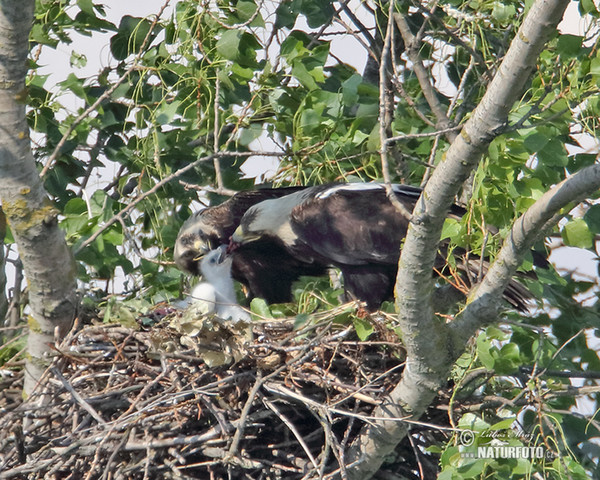 Imperial Eagle (Aquila heliaca)