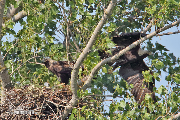 Imperial Eagle (Aquila heliaca)