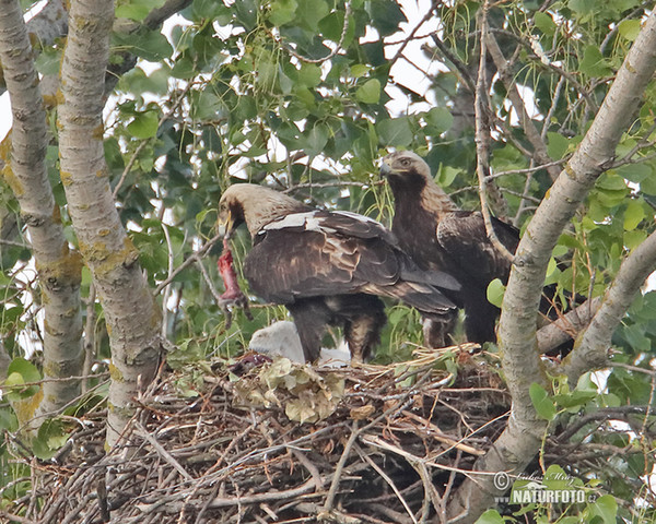 Imperial Eagle (Aquila heliaca)