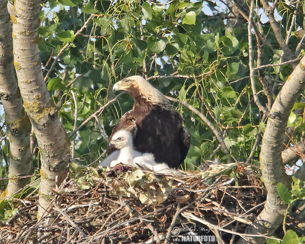 Imperial Eagle (Aquila heliaca)