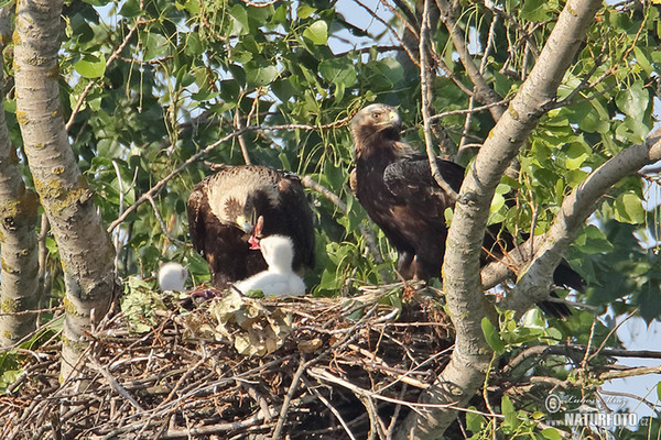 Imperial Eagle (Aquila heliaca)