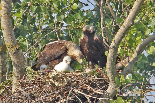 Imperial Eagle (Aquila heliaca)