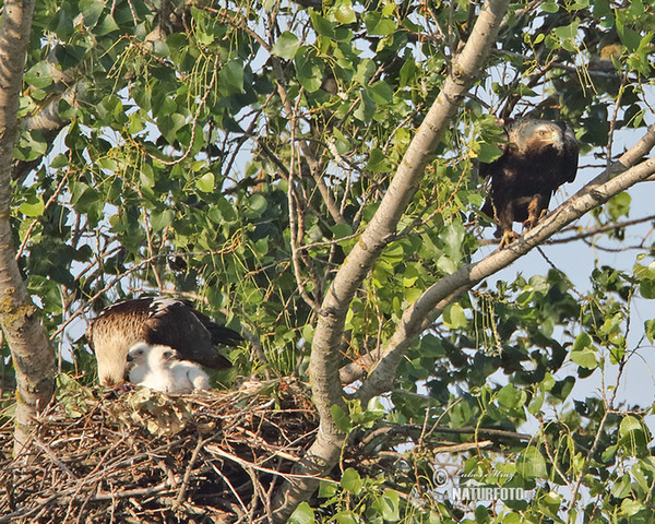 Imperial Eagle (Aquila heliaca)