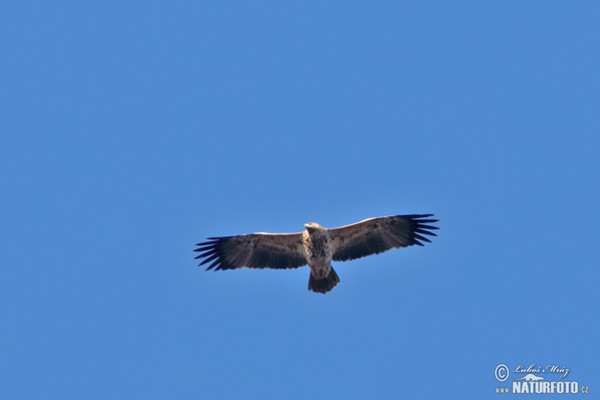 Imperial Eagle (Aquila heliaca)