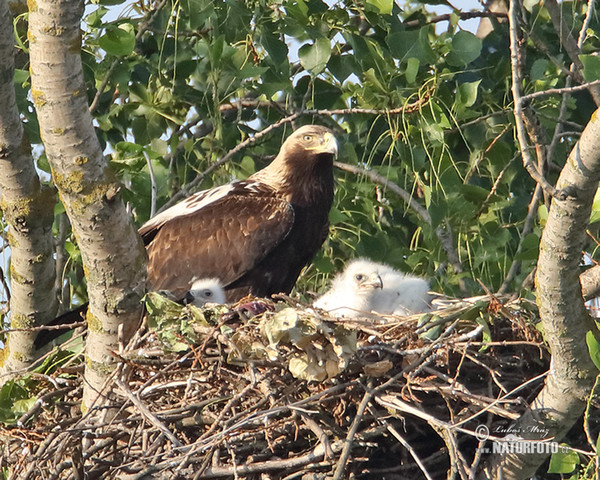 Imperial Eagle (Aquila heliaca)