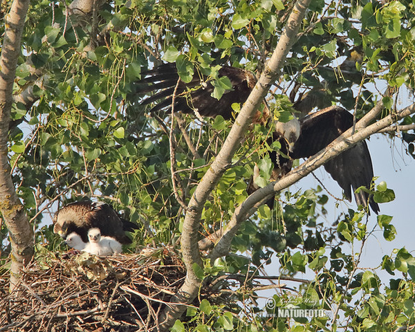 Imperial Eagle (Aquila heliaca)