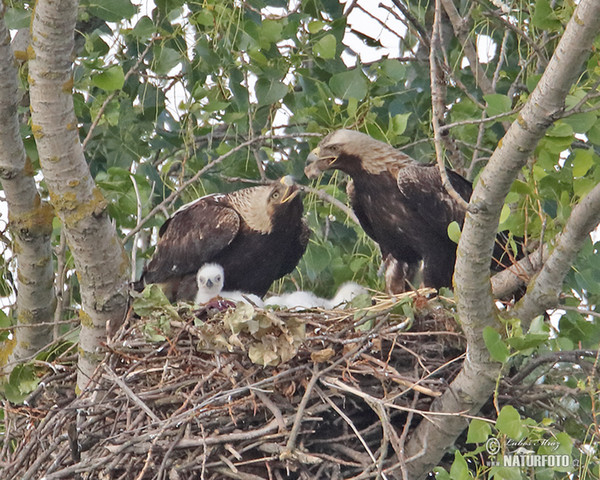 Imperial Eagle (Aquila heliaca)