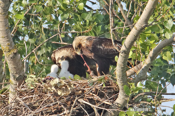 Imperial Eagle (Aquila heliaca)