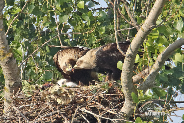 Imperial Eagle (Aquila heliaca)