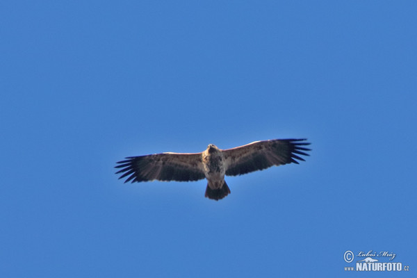 Imperial Eagle (Aquila heliaca)