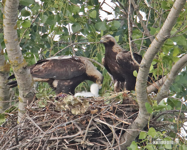 Imperial Eagle (Aquila heliaca)