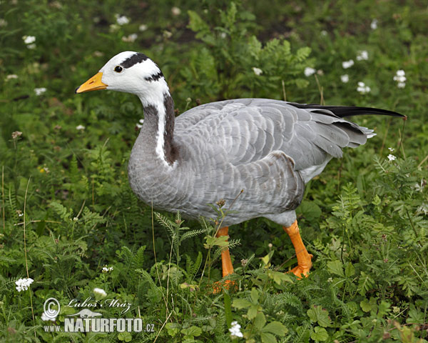 Indische gans