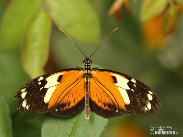 Ismenius Tiger (Heliconius ismenius)