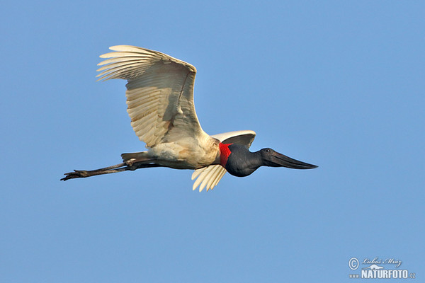 Jabiru (Jabiru mycteria)